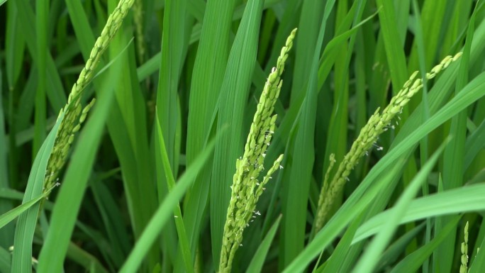 高产水稻标准化作业田