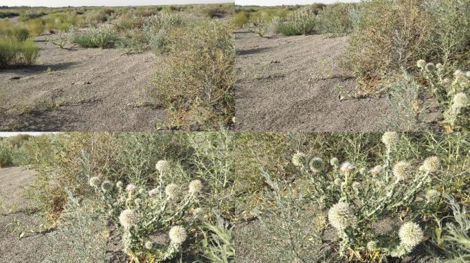大漠荒滩沙生植物