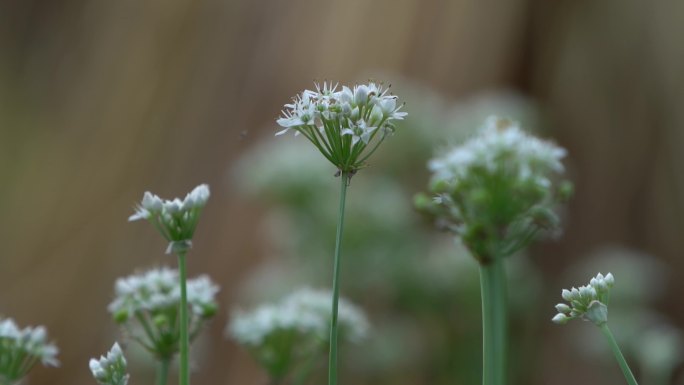 韭菜花