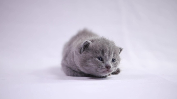 猫，小猫咪，英国短毛，猫咪幼崽英短-萌宠