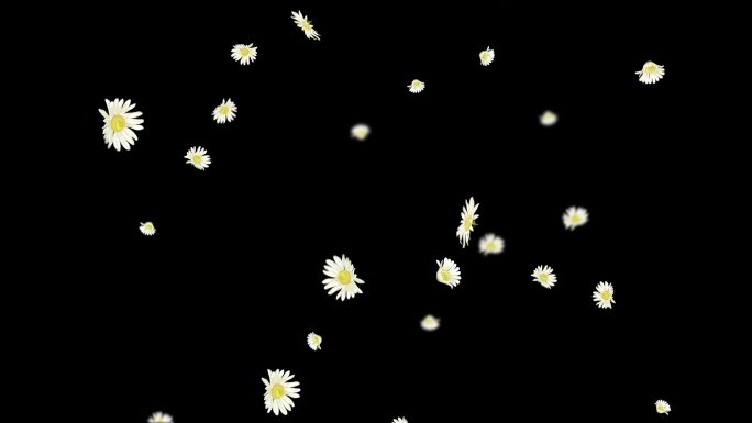 白色小花朵飘落