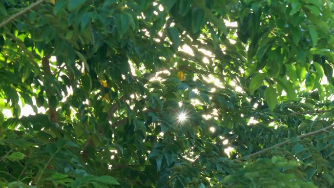 1080p风吹树叶阳光空镜