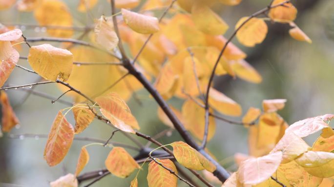 4K原创秋季下雨的树枝黄叶红叶