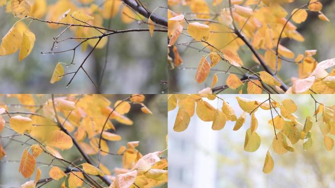 4K原创秋季下雨的树枝黄叶红叶
