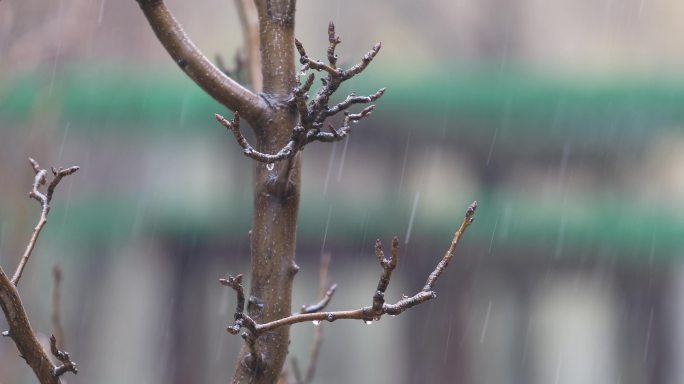 4K原创秋季梨树枝下雨小雨雨季