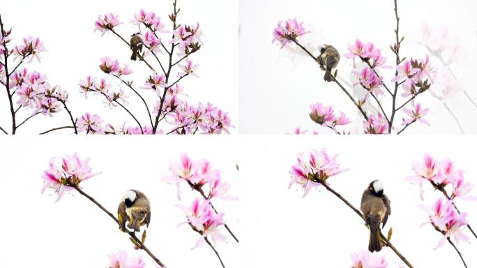 鲜花丛中的白头翁，鸟语花香土画眉叫声