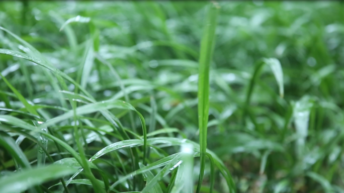 雨季自然唯美清新空镜头素材