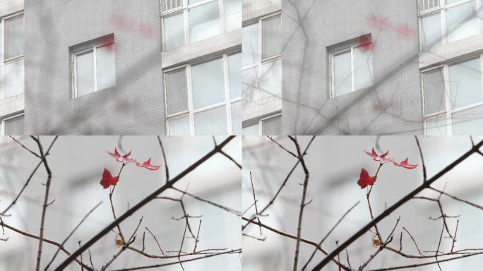 4K原创秋季枫叶枯树枝居民窗口下雨