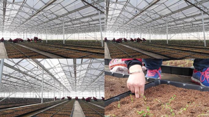 马铃薯温室栽培种植