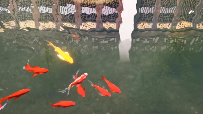高清视频素材池中锦鲤