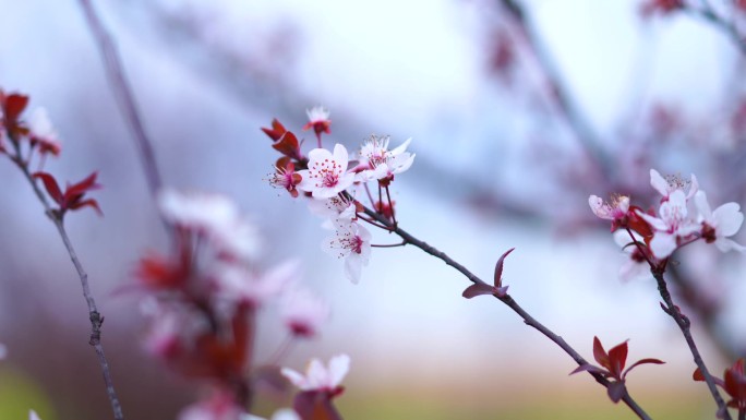 日本樱花