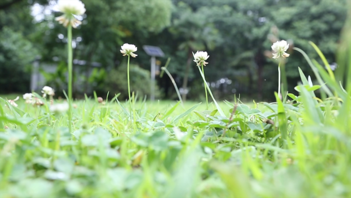 雨后的树林花草自然