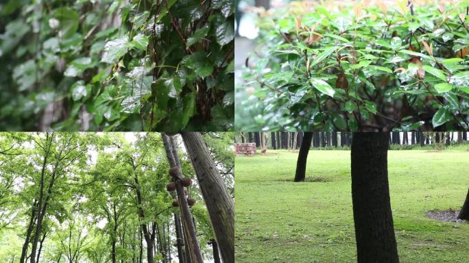 雨后的树林花草自然