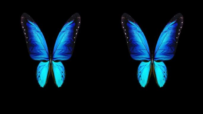 带透明通道蝴蝶昆虫飞舞翅膀