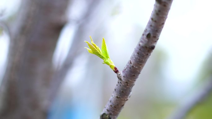 樱花开了