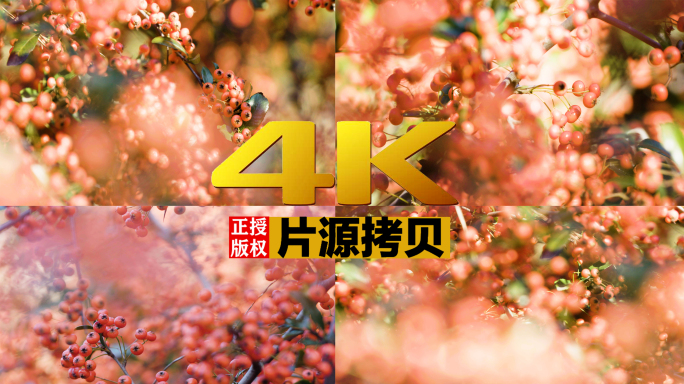 索尼FS7实拍4K红豆火棘枝头【灰片】