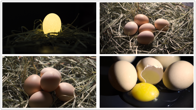 鸡蛋创意拍摄