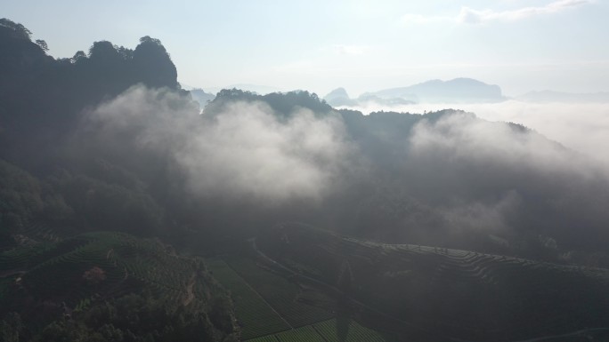 云海之下的茶山