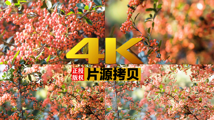 索尼FS7实拍4K红豆火棘枝头【灰片】