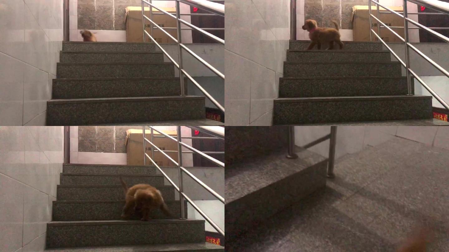 胆小的小狗下楼梯