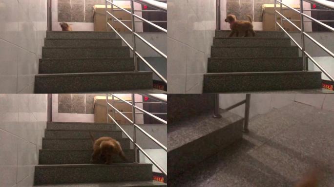 胆小的小狗下楼梯
