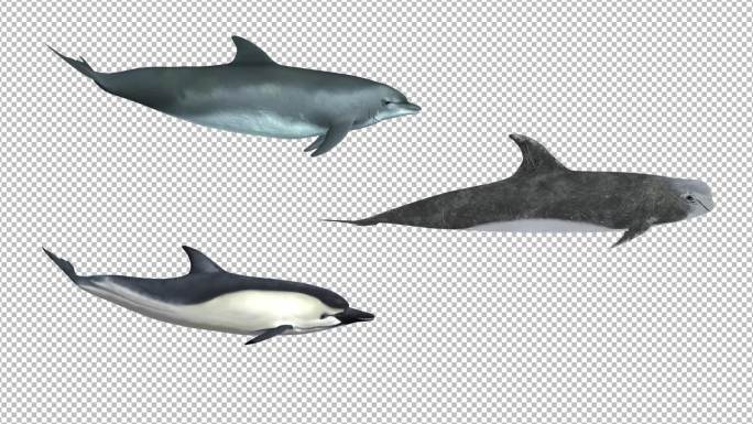 3款海豚3个角度_alpha通道