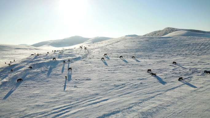 4K航拍-2020乌兰布统冬日冰雪