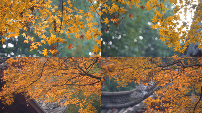 秋天黄叶枫树
