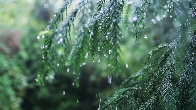 雨 水珠 水滴下雨天 水禅意雨滴露水雨景