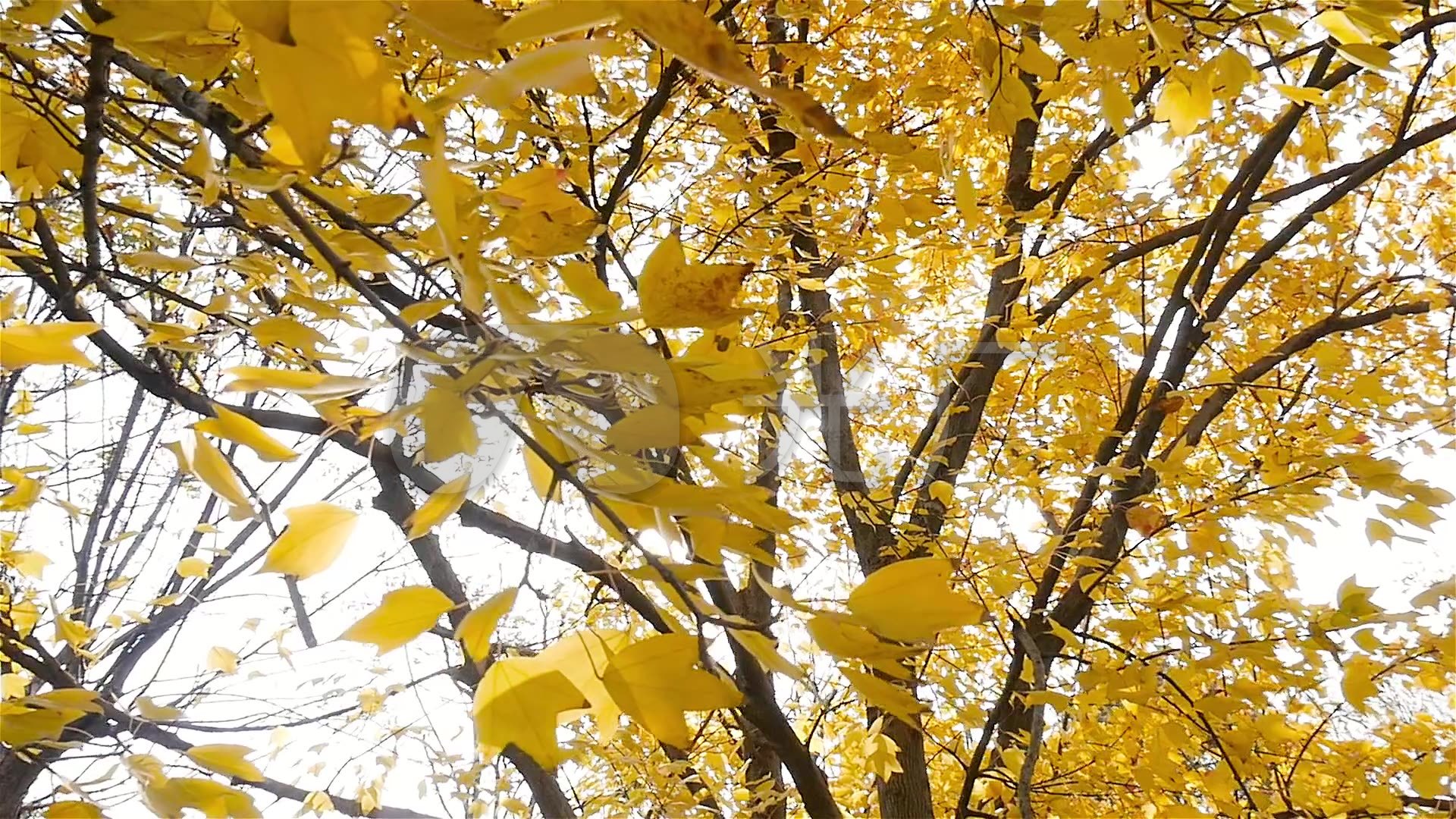 光影下的栎树叶子很好看【原创摄影】|栎树|摄影|原创_新浪新闻