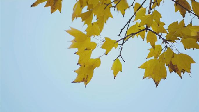 秋天的黄树叶