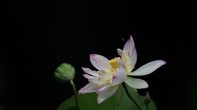 晚上雨水中荷花烟雾中荷花