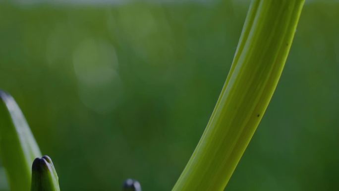 宁夏黄花菜种植