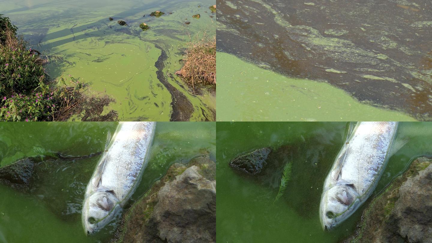 滇池水污染富营养化4k