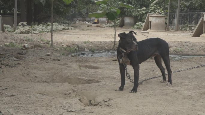 犬舍饲养的猛犬视频素材