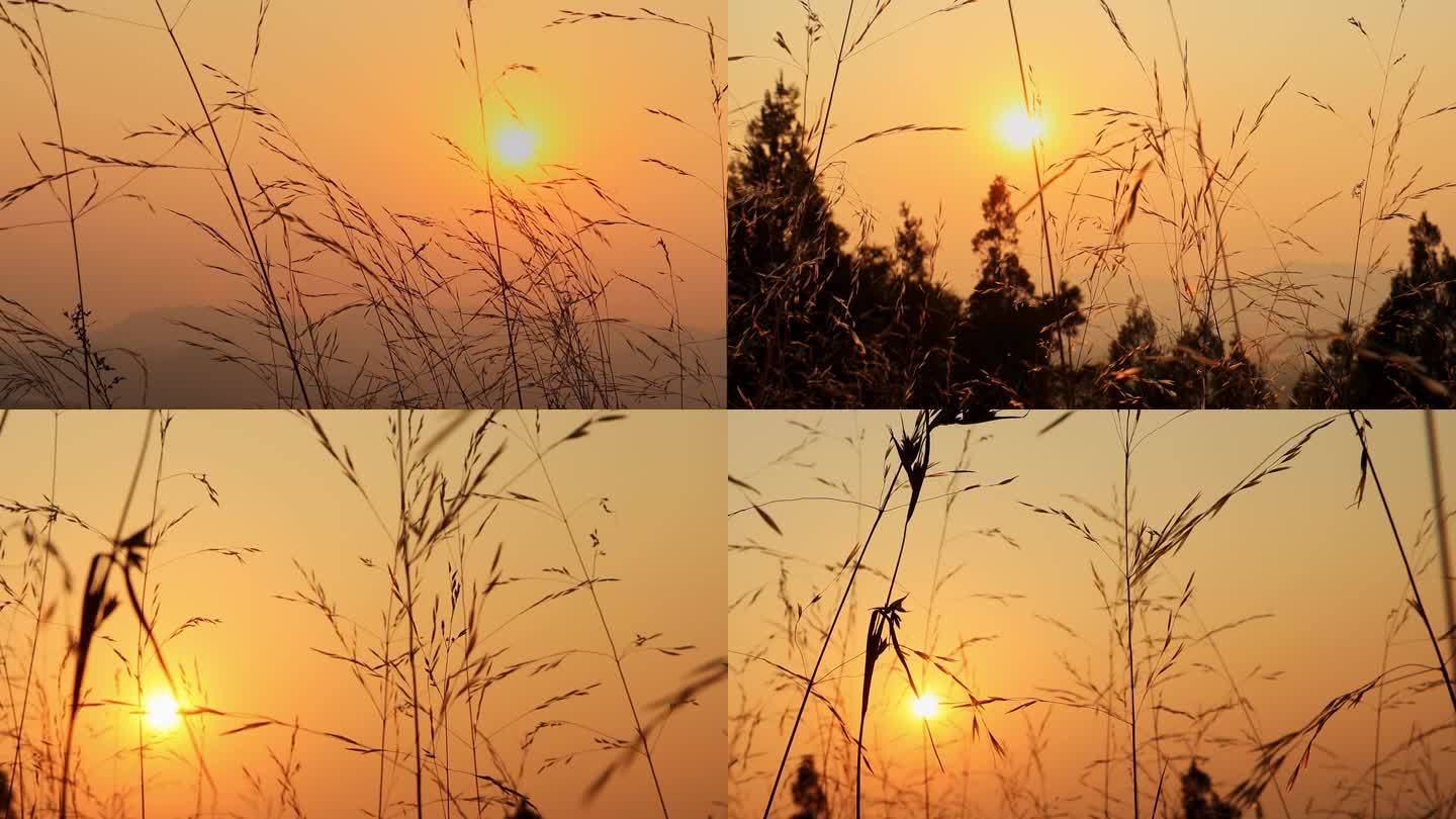 冬天夕阳落日下的获草黄草