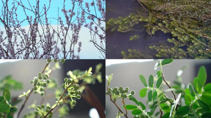 春天植物花草蓝天绿树阳光生机