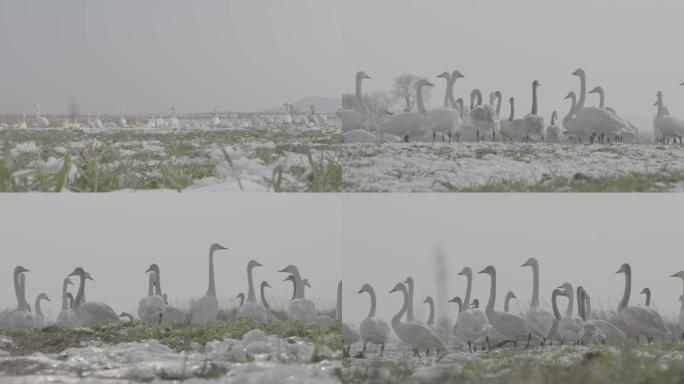 索尼FS7高速实拍野生环境大天鹅（灰片）