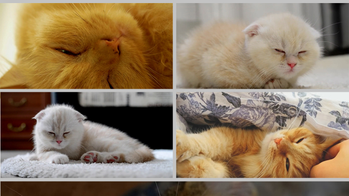 可爱猫咪睡觉猫咪睡懒觉的猫咪，多镜头特写
