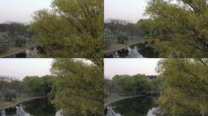 4K原素材-航拍上海共青森林公园秋色