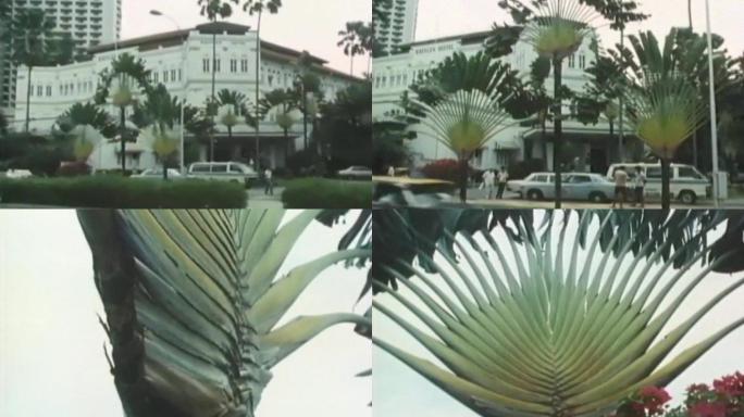 菲律宾旅人蕉草本植物城市