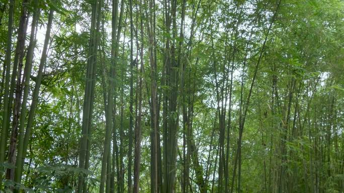 4K实拍竹子中国风竹林竹叶丛林密集树林