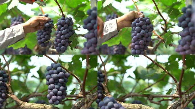 采摘葡萄葡萄成熟紫葡萄葡萄园葡萄