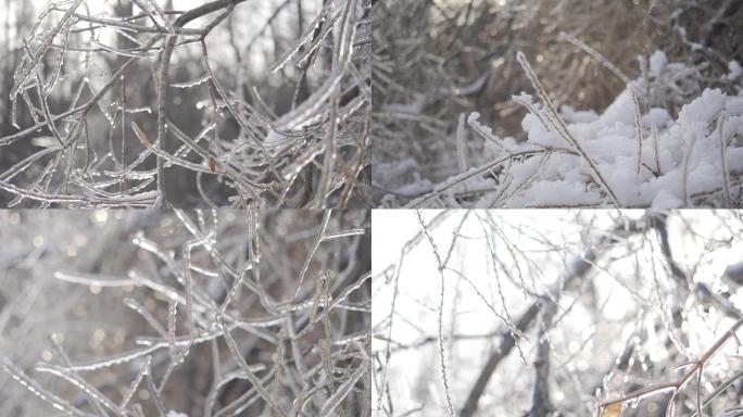北方冬季湖边雪景植物冰树挂冰挂树枝杈上的