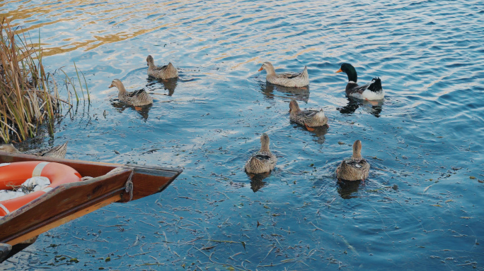 凉山泸沽湖孤独的小船与野鸭