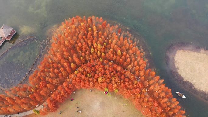 长沙松雅湖网红水杉