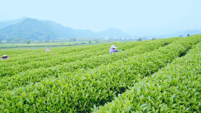 武夷山红茶茶叶肉桂种植采摘