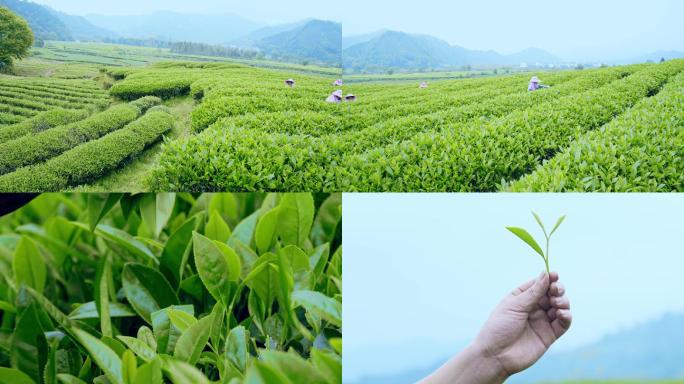 武夷山红茶茶叶肉桂种植采摘