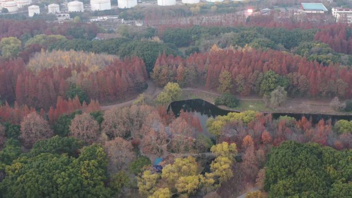 4K原素材-航拍上海共青森林公园秋色