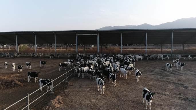 航拍大型奶牛养殖场外景